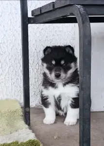 Домашние питомцы