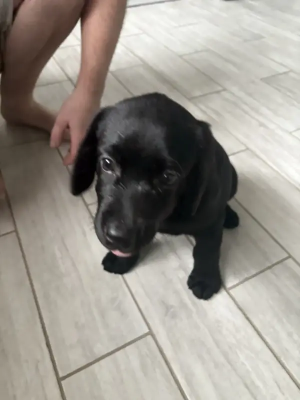 Собаки - Щенки лабрадора - Плещеницы - Фото 5 Щенки лабрадора - Плещеницы - 237484 - Доска объявлений Kupika.by - Фото 5