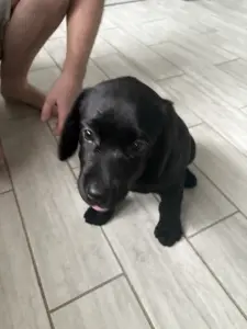 Щенки лабрадора