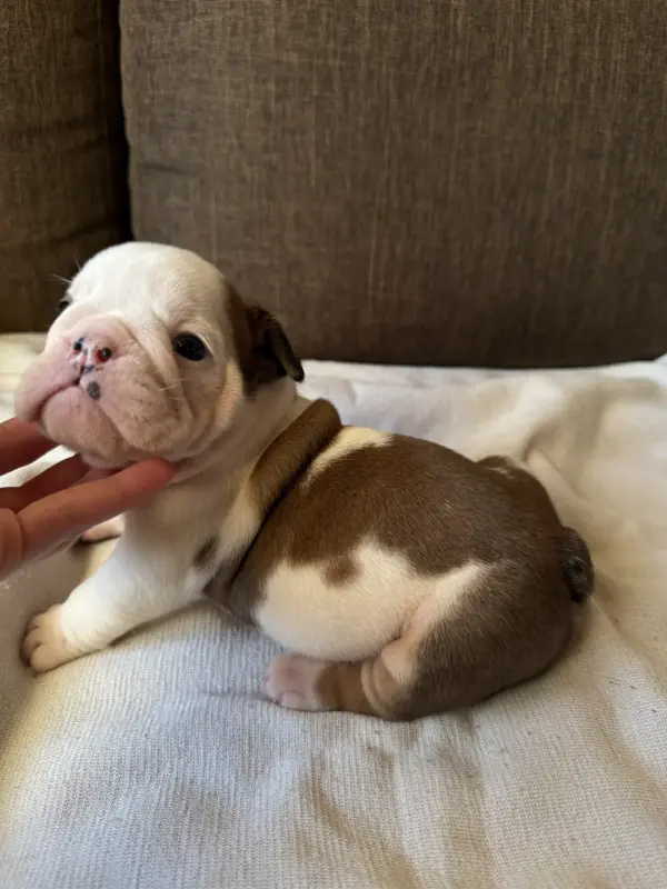 Щенки аглийского бульдога - Вся Беларусь - 238265 - Доска объявлений Kupika.by - Фото 3