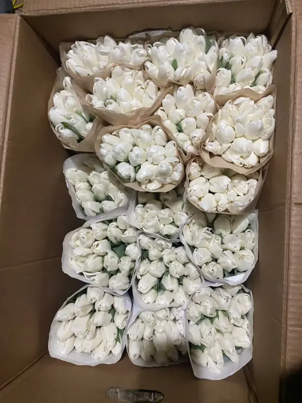 Свежие тюльпаны разных цветов в наличии - Вся Беларусь - 238431 - Доска объявлений Kupika.by - Фото 3