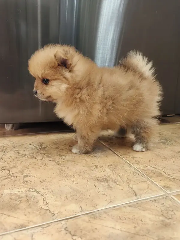 Девочка померанского шпица - Вся Беларусь - 235505 - Доска объявлений Kupika.by - Фото 4