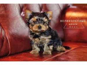 Великолепные щенки Йоркширского терьера