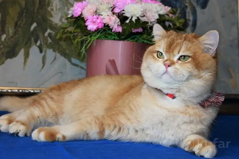 Племенной кот. - Белоозёрск - 238491 - Доска объявлений Kupika.by - Фото 4