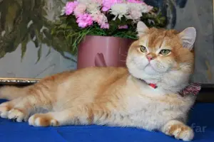 Племенной кот.