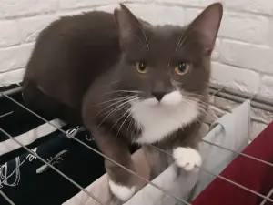 Шани - и умная и красивая кошка