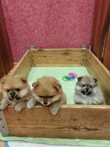 Щенки померанского шпица