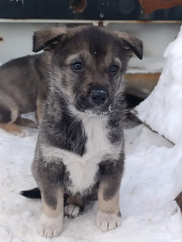 Щенки - Вся Беларусь - 236107 - Доска объявлений Kupika.by - Фото 7