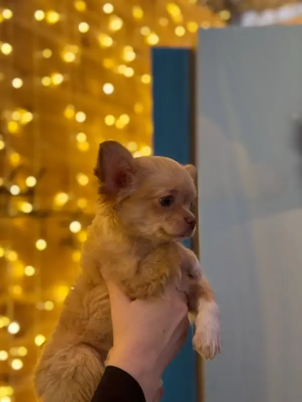 Чихуахуа щенок - Солигорск - 237126 - Доска объявлений Kupika.by - Фото 3