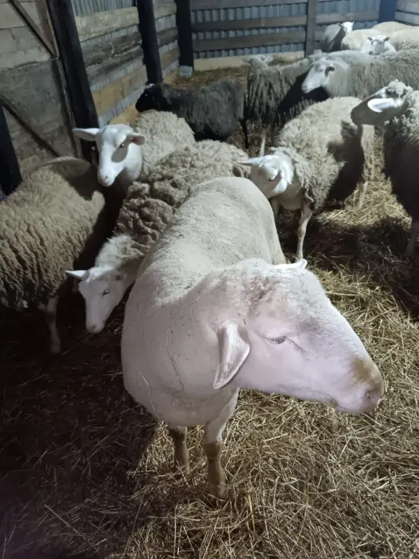 Сельскохозяйственные животные - овцы ,бараны - Вся Беларусь - Фото 2 овцы ,бараны - Вся Беларусь - 238021 - Доска объявлений Kupika.by - Фото 2