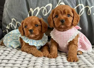 Шоколадные щенки мальтипу девояки и мальчики доставка