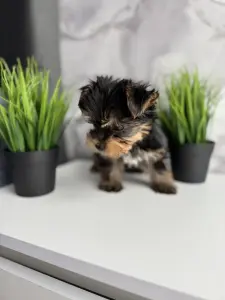 Йоркширский терьер