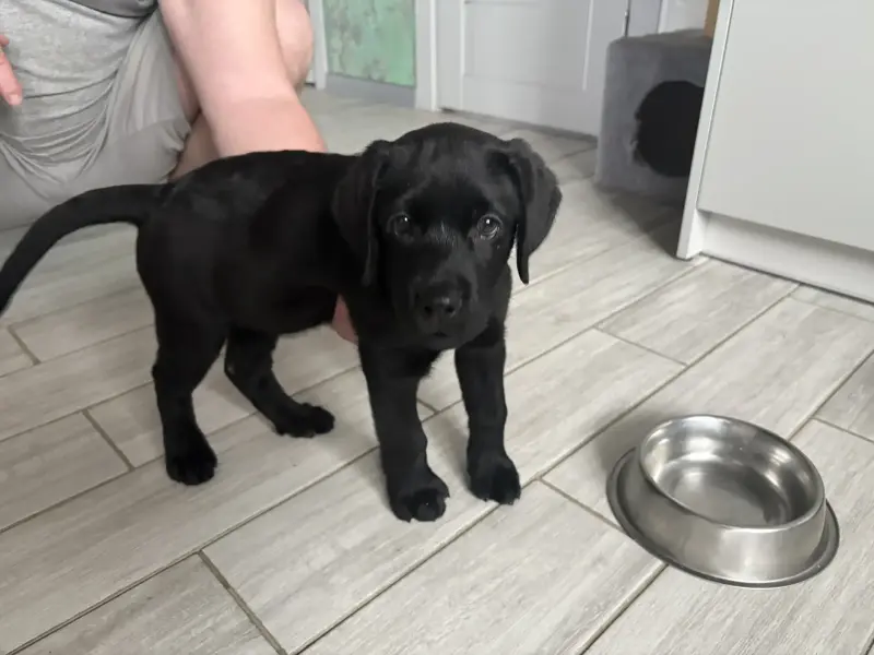 Собаки - Щенки лабрадора - Плещеницы - Фото 3 Щенки лабрадора - Плещеницы - 237484 - Доска объявлений Kupika.by - Фото 3