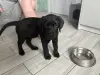 Собаки - Щенки лабрадора - Плещеницы - Фото 3 Щенки лабрадора - Плещеницы - 237484 - Доска объявлений Kupika.by - Фото 3