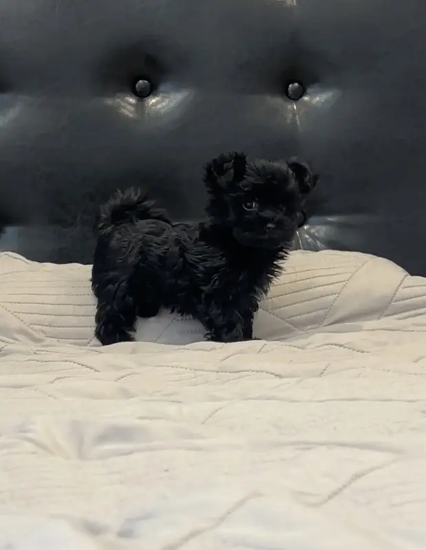 Щенок/йорк/мальтипу