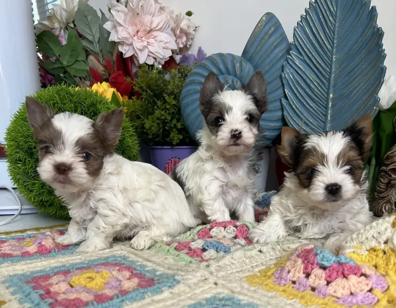 Щенки бивер-йорк и йорка разные окрасы доставка рб