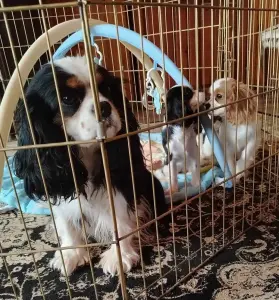 Кавалер кинг чарльз спаниель (мальчик)