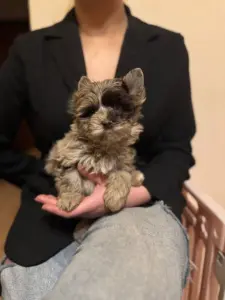 Мальчики шокомерле и др окрасов доставка