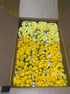 Свежие тюльпаны разных цветов в наличии