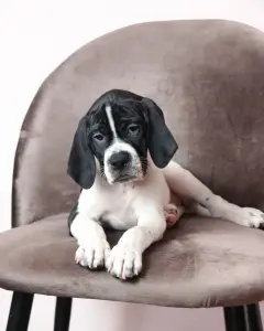 Щенки Английского Пойнтера