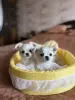 Щенки чихуахуа - Вся Беларусь - 237777 - Доска объявлений Kupika.by - Фото 2