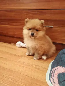 Померанский шпиц девочка.