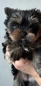 Мини йоркширский терьер