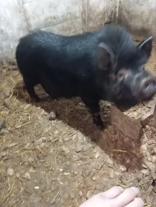 Сельскохозяйственные животные - Свинья - Вся Беларусь Свинья - Вся Беларусь - 236795 - Доска объявлений Kupika.by