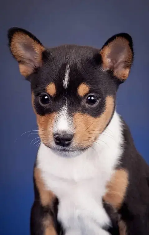 Щенки Басенджи, породистые