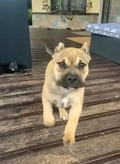 Воспитание щенка (Минск, Минская обл., Онлайн) - Чашники - 202644 - Доска объявлений Kupika.by - Фото 9