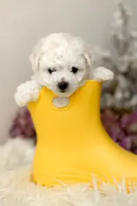 Щенки бишон-фризе