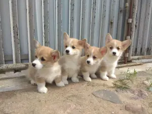 Корги продажа щенков