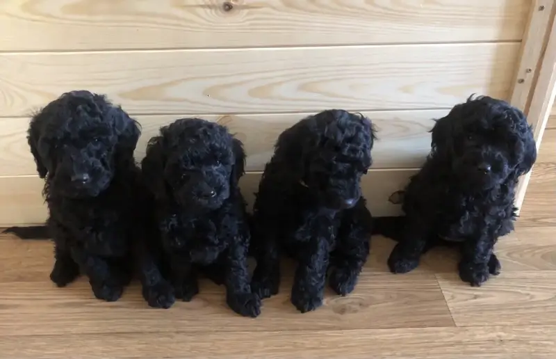 Щенки среднего пуделя - Ляховичи - 235878 - Доска объявлений Kupika.by - Фото 3