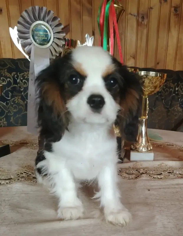 Кавалер кинг чарльз спаниель (мальчик) - Пружаны - 229695 - Доска объявлений Kupika.by - Фото 3