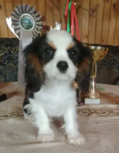 Кавалер кинг чарльз спаниель (мальчик)