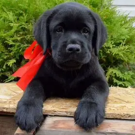 Собаки - Щенки Лабрадора - Вся Беларусь Щенки Лабрадора - Вся Беларусь - 236798 - Доска объявлений Kupika.by