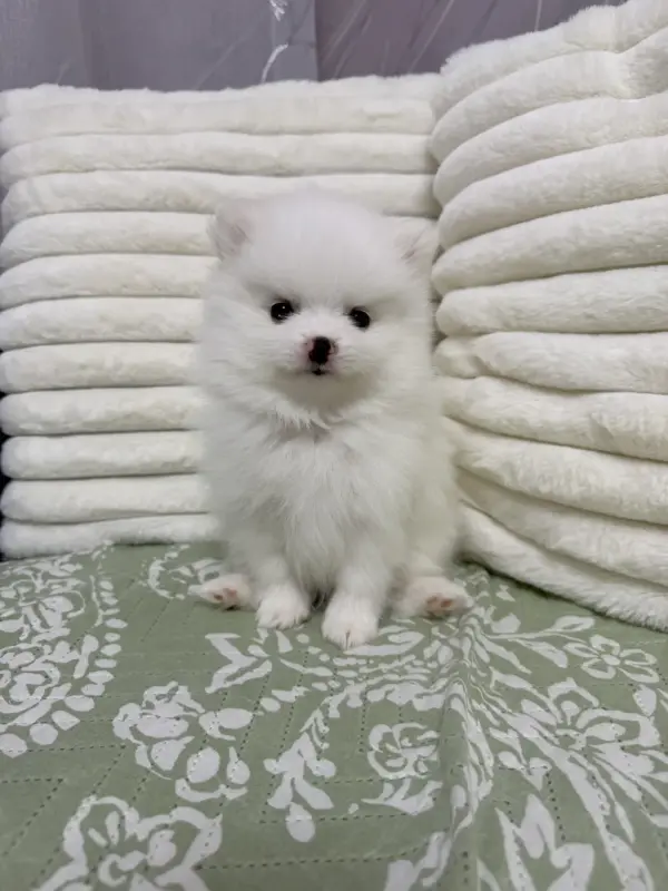 Померанский шпиц мальчики(для брони) - Вся Беларусь - 238225 - Доска объявлений Kupika.by - Фото 5