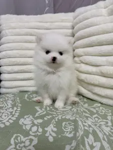 Померанский шпиц мальчики(для брони)