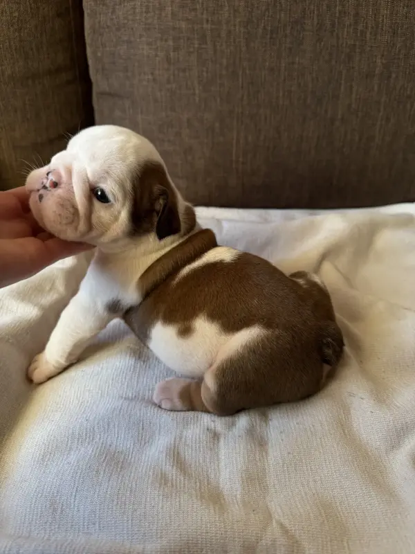 Щенки аглийского бульдога