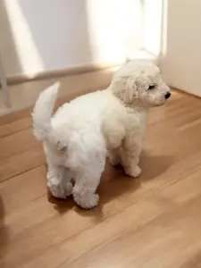 Карликовый пудель (щенок) мальчик