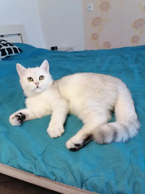 Британский котёнок - Вся Беларусь - 235511 - Доска объявлений Kupika.by - Фото 3