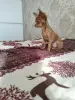 Мальчик чихуахуа красивого окраса - Вся Беларусь - 238325 - Доска объявлений Kupika.by