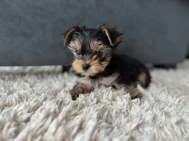 Йоркширский терьер - Вся Беларусь - 237623 - Доска объявлений Kupika.by - Фото 3