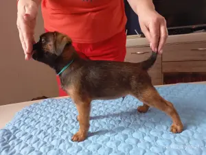 щенки пти брабансона