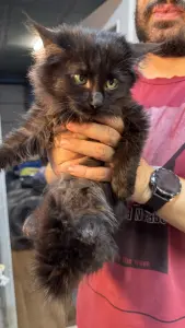 Кошка Пушинка (девочка, около 5 месяцев) ищет дом