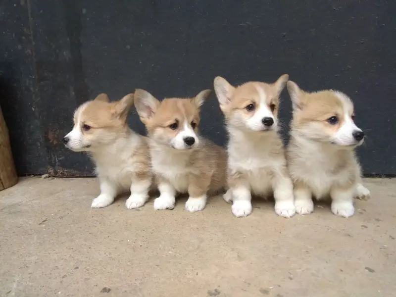 Корги продажа