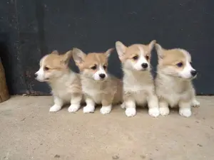 Корги продажа