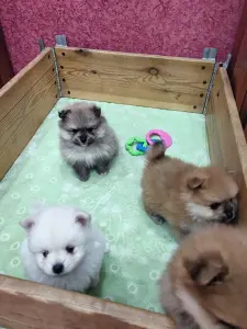 Щенки померанского шпица