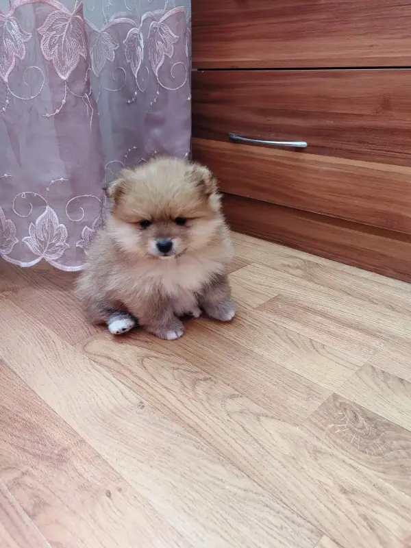 Девочка померанского шпица