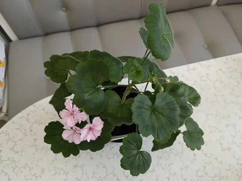 Герань цветущая розовой окраски Occold Lagoon - Вся Беларусь - 236038 - Доска объявлений Kupika.by - Фото 9